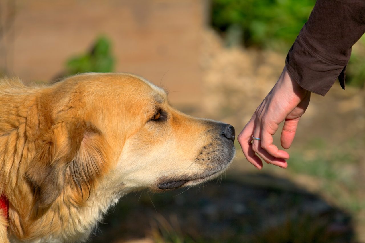 Video dog smell hand