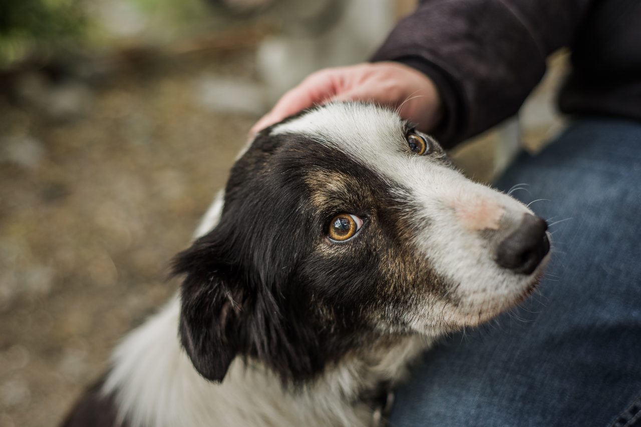 Video rehome dog