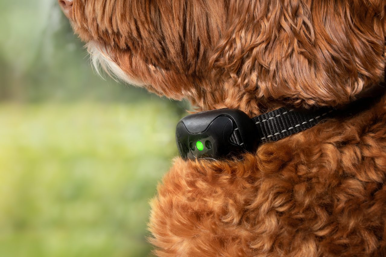 Video remote collar vibration