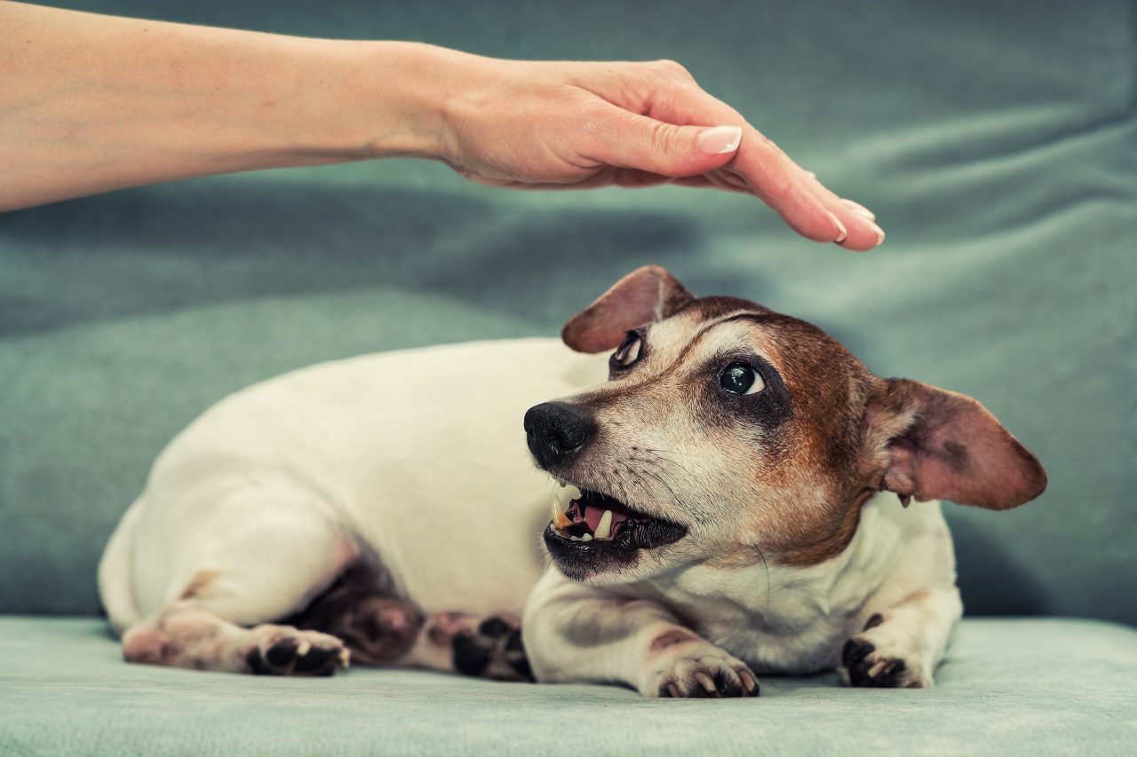 Video dog attack help